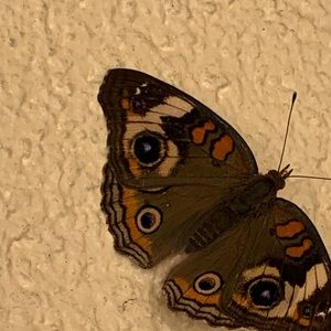 Meet your Posher, Mayra